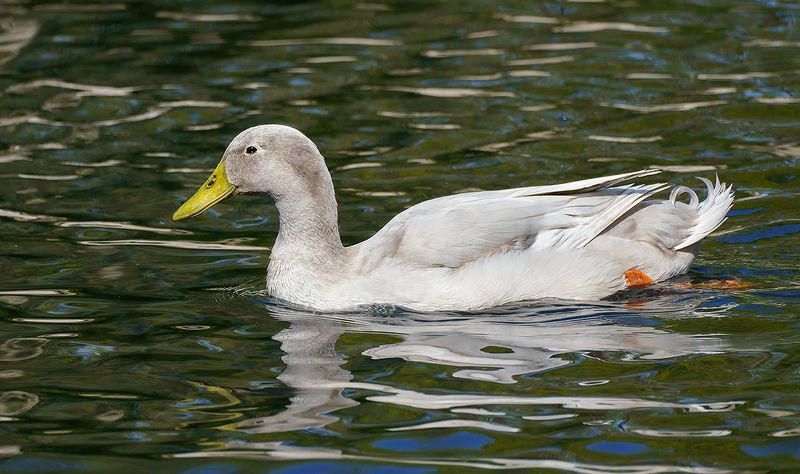 Leucistic female mallard duck