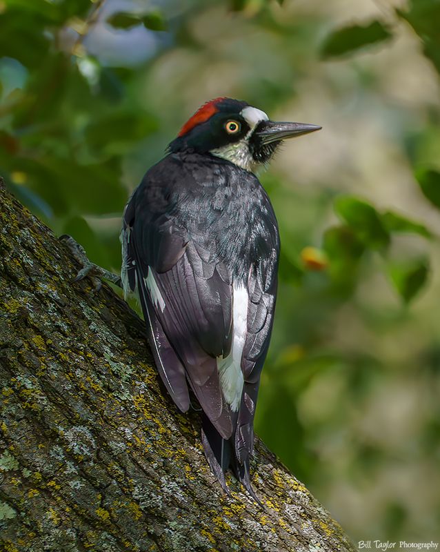 Acorn Woodpecker