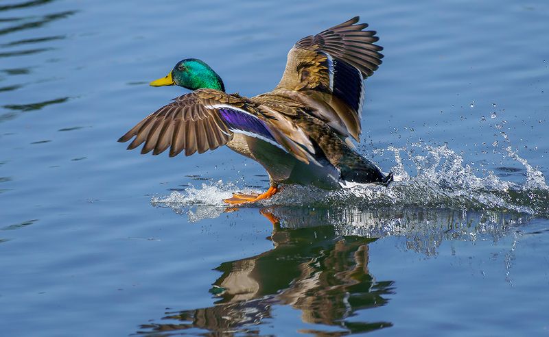 Mallard Duck