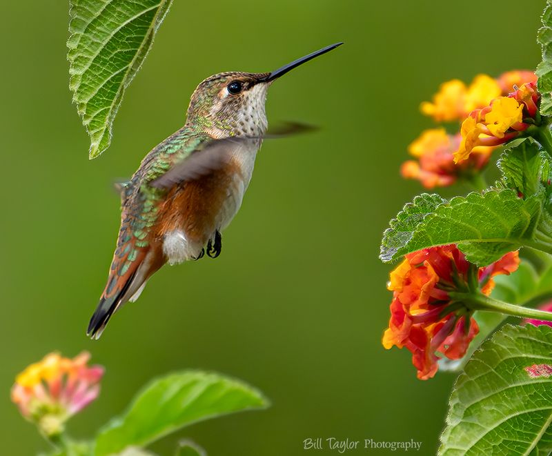  Hummingbird