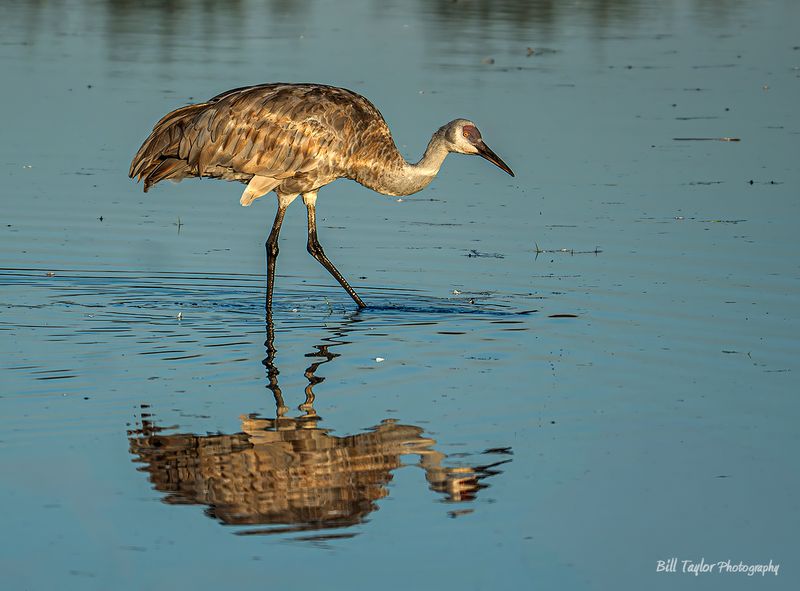Sandhill Crane