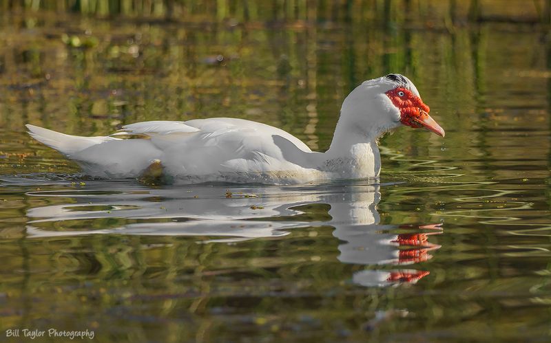 White Muscovy Duck
