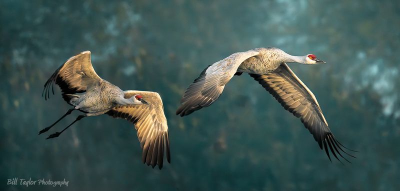 Sandhill Cranes