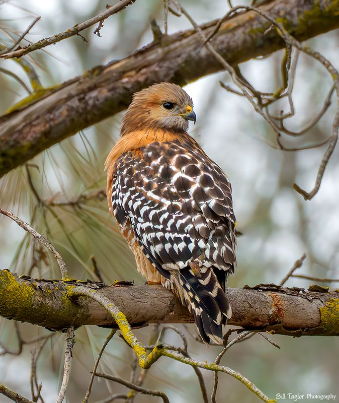 Red Shouldered Hawk
