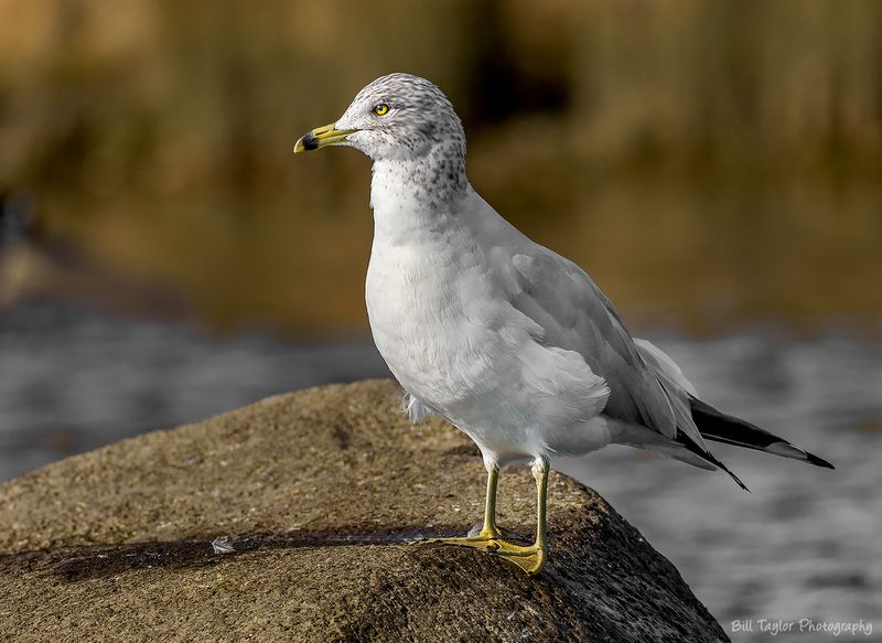 A Nonbreeding adult Ring-billed Gull