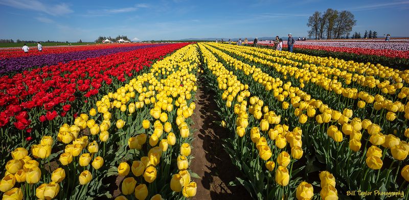Wooden Shoe Tulip Farm
