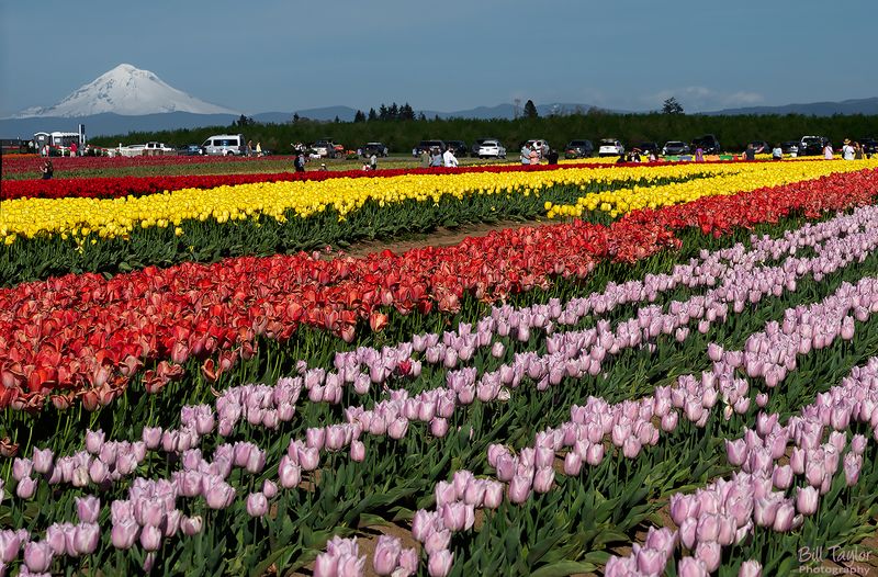 Wooden Shoe Tulip Farm / Mt.Hood