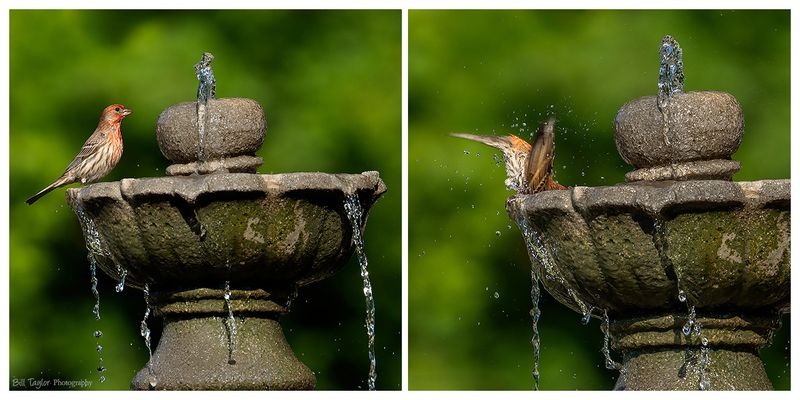 Various Wildlife