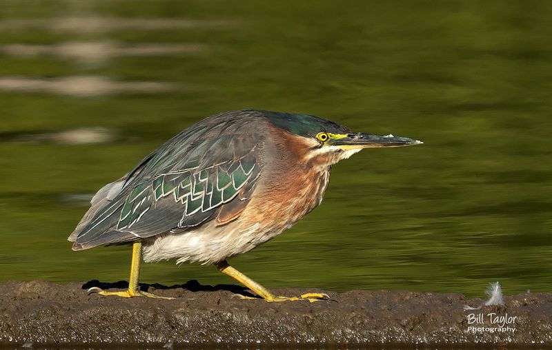 Various Wildlife