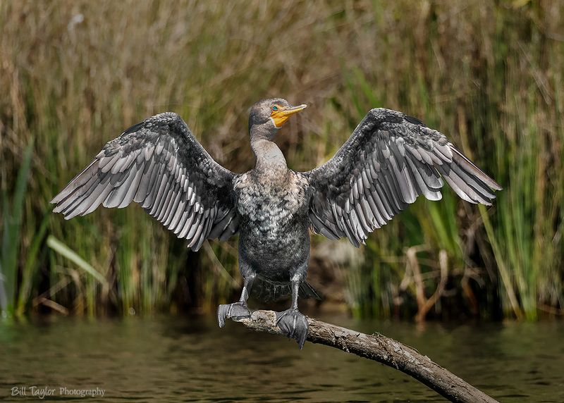 Various Wildlife