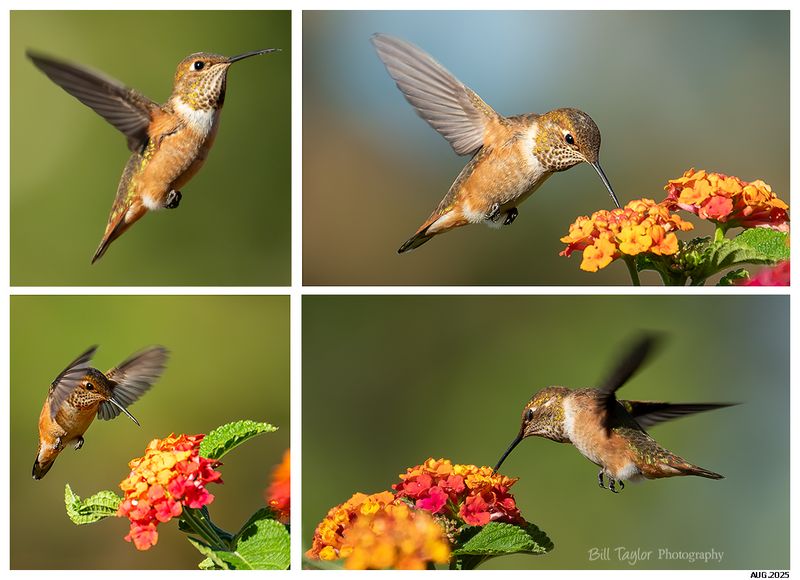 Various Wildlife