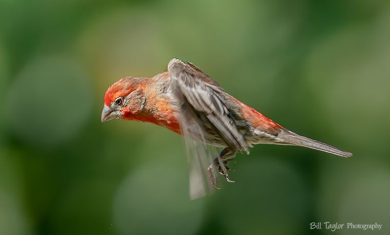 Various Wildlife