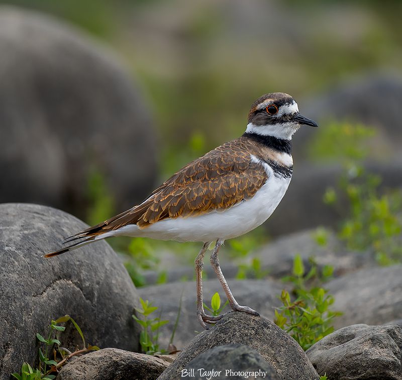 Various Wildlife