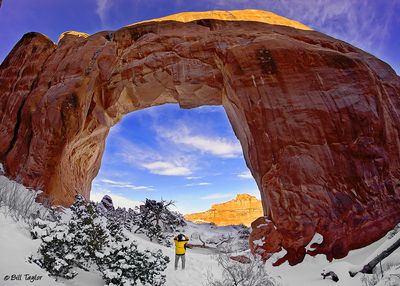 Pine Tree Arch