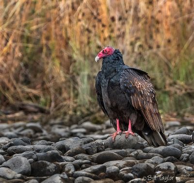 Turkey Vulture