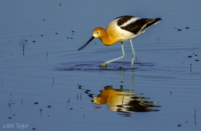 American Avocet