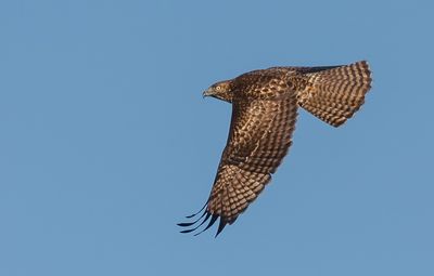 Red Tailed Hawk