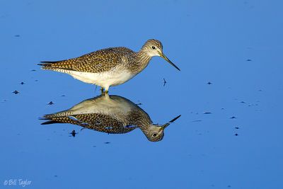 Greater Yellowlegs