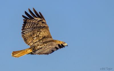 Red-Tailed Hawk