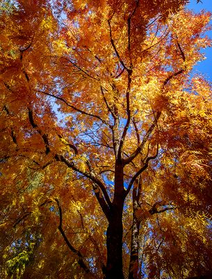 Autumn In Sacramento