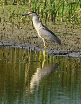 Black-Crowned Night Heron