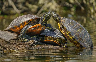 Kissing Turtles / Red Eared Slider