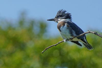 Belted Kingfisher