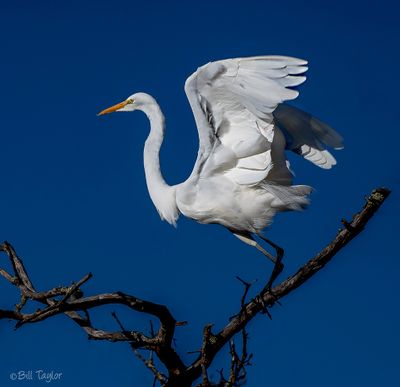 Herons and Egrets