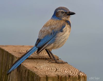 California Scrub Jay