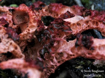 Devil's Fingers or Octopus stinkhorn - Clathrus archeri  Anthurus dArcher