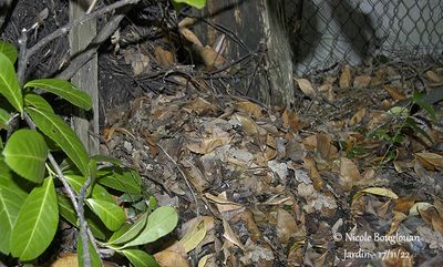 Hedgehog-winter-nest-1227