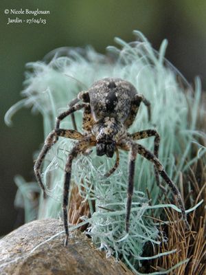 ZOROPSIS SPINIMANA - MEDITERRANEAN SPIDER