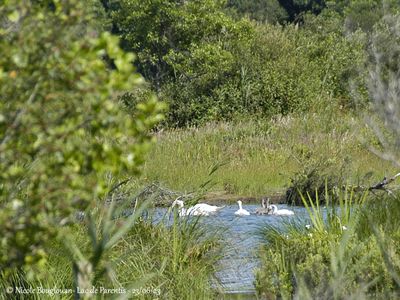 1299-MUTE-SWAN family