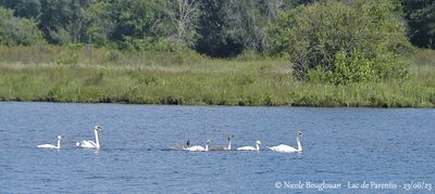 MUTE SWAN - CYGNUS OLOR - CYGNE TUBERCULE