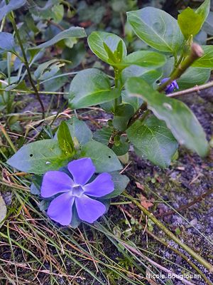 Vinca major - Grande Pervenche - Greater Periwinkle