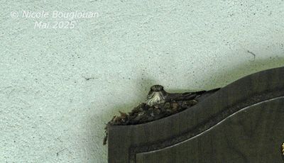 SPOTTED FLYCATCHER - MUSCICAPA STRIATA - GOBEMOUCHE GRIS
