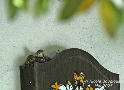 Female at nest