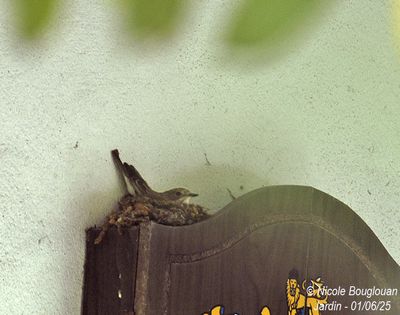 1428-Female at nest