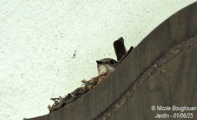 1426-Female at nest