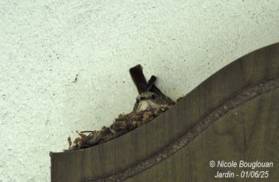 1423-Female at nest