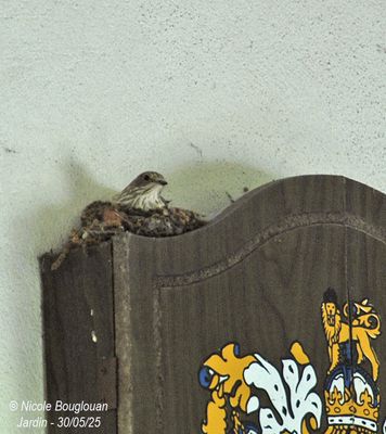 Spotted Flycatcher nesting at home, under our front porch.