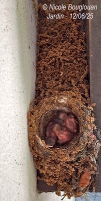 Nest with three chicks