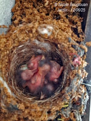 Spotted Flycatcher nesting at home, under our front porch.