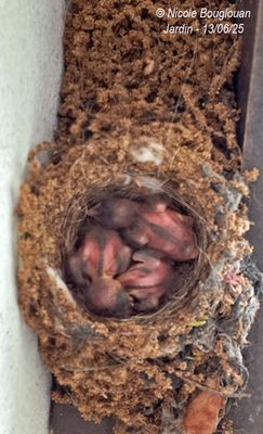 130140-Chicks on June 13th 2025