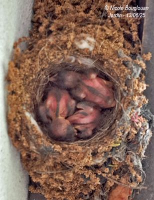 Spotted Flycatcher nesting at home, under our front porch.