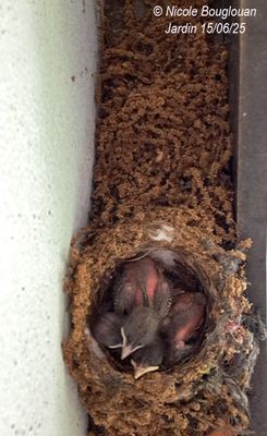 103022-Two days later, on June 15, the chicks have grown even more. 