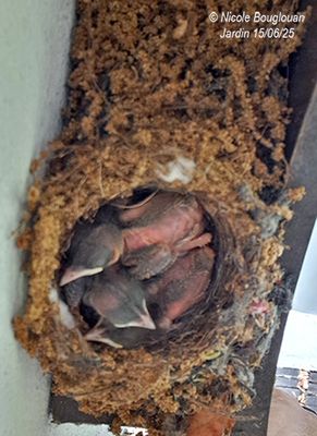 Feathers were beginning to appear on their wings.