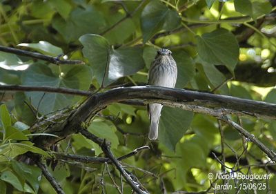 1455-Spotted Flycatcher in the vicinity of the nest