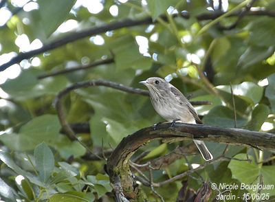 1458-Spotted Flycatcher in the vicinity of the nest