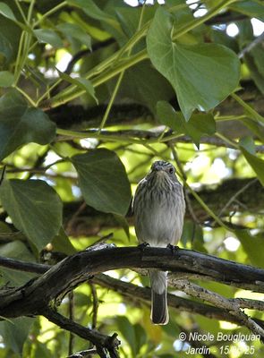 1461-Spotted Flycatcher in the vicinity of the nest